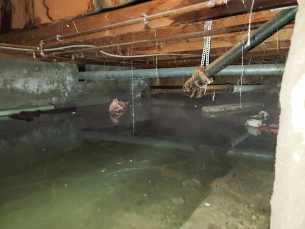 Best 24/7 water damage repair  in Walnut, IL