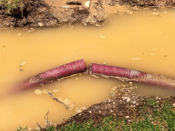 Best Basement water damage restoration  in Walnut, IL